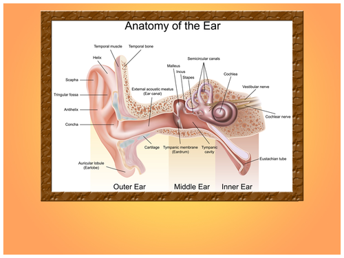 Ear Anatomy PPT Template | Teaching Resources