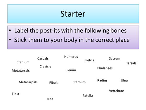 AQA GCSE PE skeletal and muscular systems