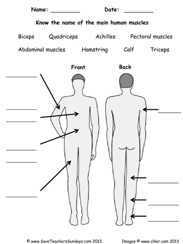 Human Muscles KS2 Lesson Plan and Worksheets | Teaching Resources