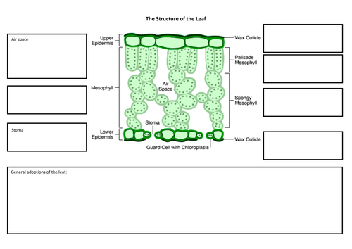 New GCSE AQA Biology Leaf Structure & Photosynthesis Lesson by ...