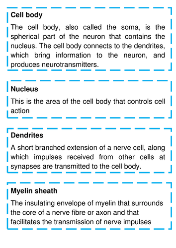 A Level Biology Neurons & Nerve Cells Lesson & Activities | Teaching ...