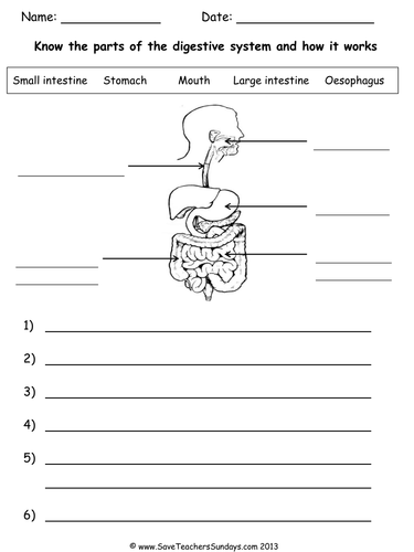 digestive system ks2 lesson plan and worksheet by