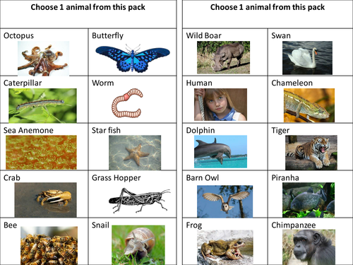 Y4 Living Things - Lesson 3, classifying vertebrates/invertebrates