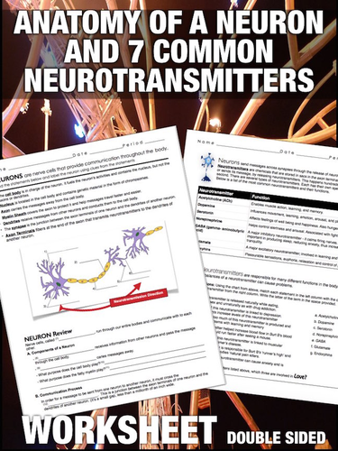 Parts of a Neuron and 7 Common Neurotransmitters Worksheet | Teaching