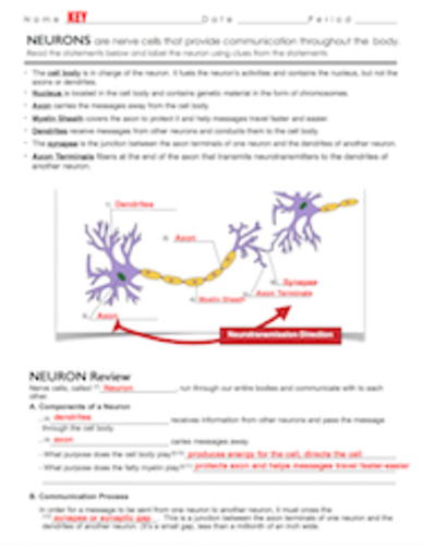 Parts of a Neuron and 7 Common Neurotransmitters Worksheet Teaching