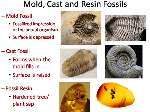 Fossil Record PowerPoint | Teaching Resources