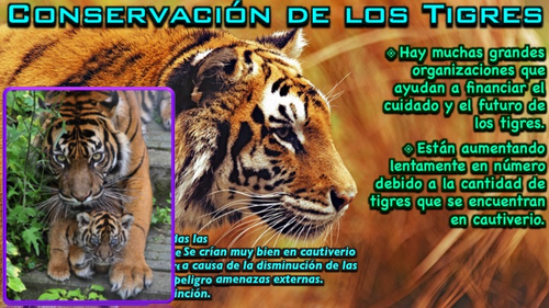 El Tigre - PowerPoint | Teaching Resources