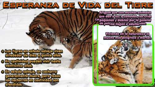 El Tigre - PowerPoint | Teaching Resources