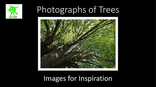 Art. Photographs of Trees. Images for Inspiration.