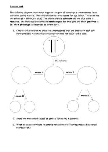 Introduction to genetics - bridging between meiosis and genetics