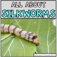 All About Silkworms | Teaching Resources