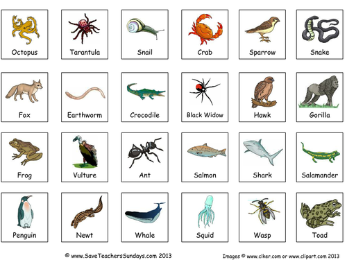 Classifying Animals in Carroll Diagram & Venn Diagram KS2 Lesson Plan