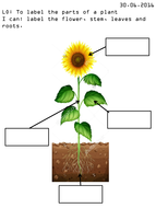 Label the parts of a plant | Teaching Resources