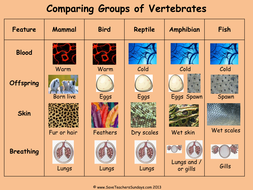 animal vertebrate comparing groups comparison worksheet ks2 lesson plan table pptx mb