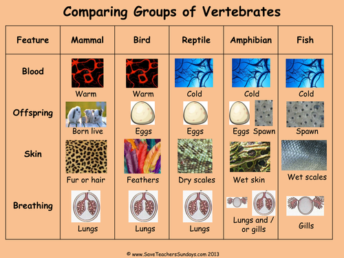 Comparing Vertebrate Animal Groups KS2 Lesson Plan and Comparison