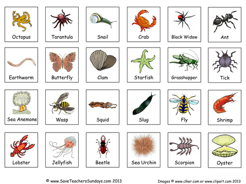 Classifying Invertebrates KS2 Lesson Plan and Worksheet by