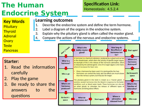 Aqa Gcse Biology Science The Human Endocrine System Lesson Teaching Resources 2137