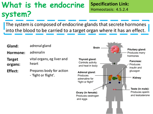 Aqa Gcse Biology Science The Human Endocrine System Lesson Teaching Resources 0054