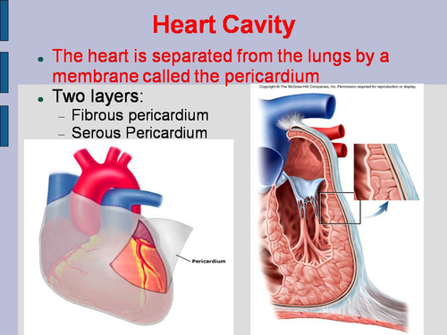 The Human Heart PowerPoint and Worksheet