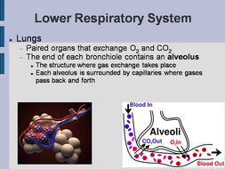 The Respiratory System PowerPoint | Teaching Resources