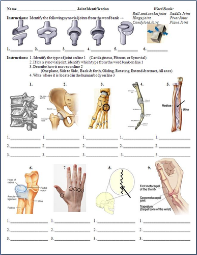 Joints And Pathology Of The Skeletal System Powerpoint And Worksheet