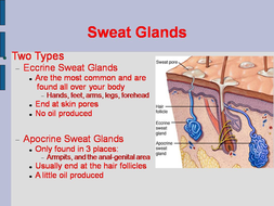 Skin Appendages PowerPoint: Glands, Receptors, Nails, & Hair | Teaching