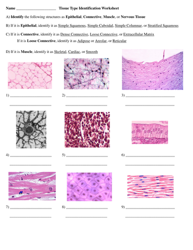 worksheets different types of connective tissue