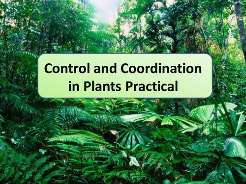 New AQA GCSE Biology Coordination & Control in Plants Required Practical Lesson