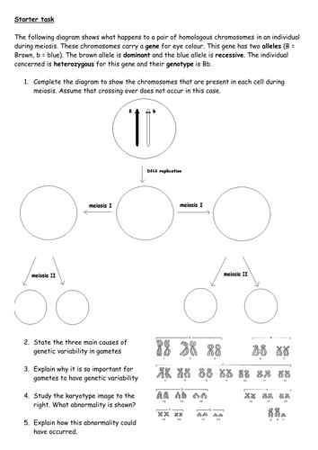 Meiosis revision and non-disjunction