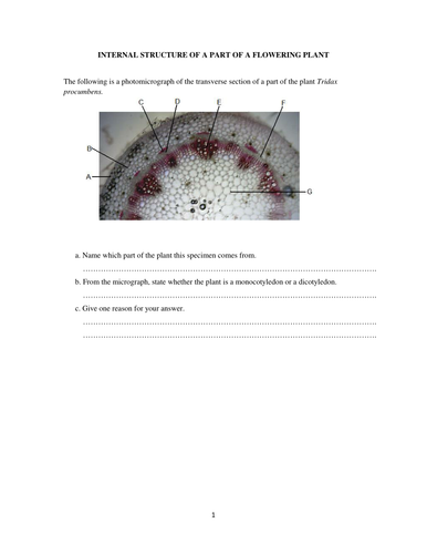 Internal structure of stem of flowering plant.