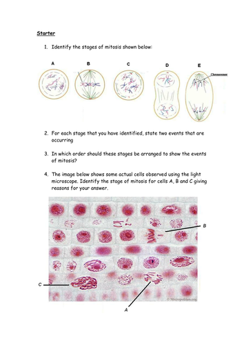 Mitosis starter task