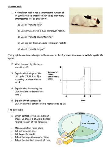 Understanding changes to the quantity of DNA in cells during mitosis