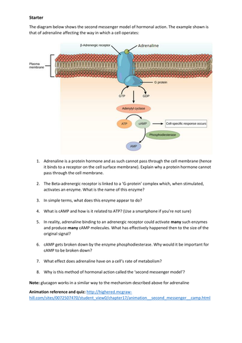 glycogenolysis adrenaline Teaching by The messenger second UK of hormones   cmrcarr model