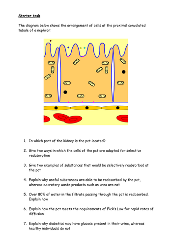 The proximal convoluted tubule of the kidney