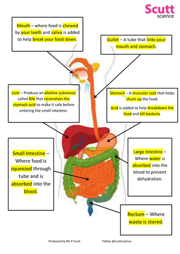 NEW Lesson 16 Enzymes and Digestion Biology Combined Science Trilogy