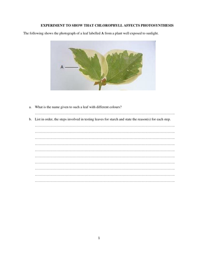 Experiment to show that chlorophyll  affects photosynthesis