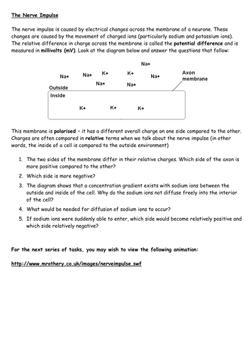 The Nerve Impulse - a step by step interactive worksheet