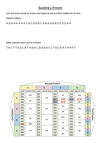 A level biology polypeptide synthesis translation AQA Topic 4