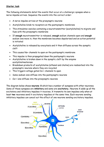 Synapses & Summation