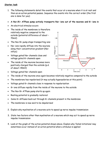 The Action Potential and Synapse - Sequencing the Key Events