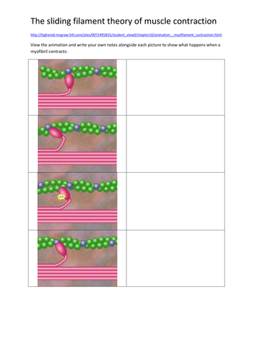 The Sliding Filament Theory of Muscle Contraction | Teaching Resources