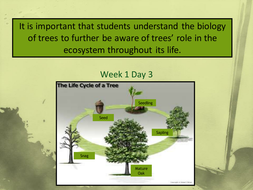 Tree life cycle Powerpoint | Teaching Resources