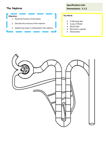 New OCR A2 Biology The Function of the Nephron Lesson | Teaching Resources