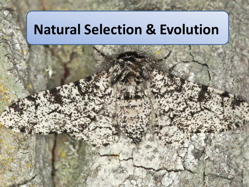 New OCR AS Biology Natural Selection & Evolution Lesson