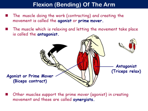 PE13STa - Muscular System - 1 (Structure & Function) | Teaching Resources