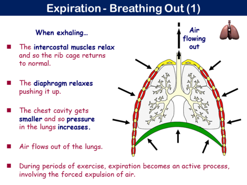 PE15ST - Respiratory System - 1 (Structure & Function) | Teaching Resources