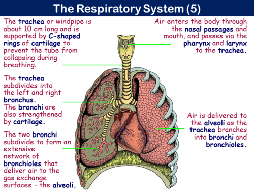 PE15ST - Respiratory System - 1 (Structure & Function) by RGeorge15 ...