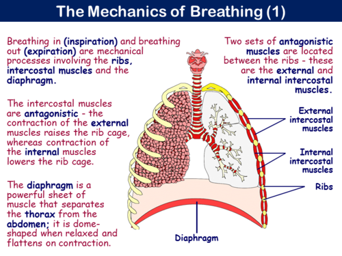 PE15ST - Respiratory System - 1 (Structure & Function) | Teaching Resources