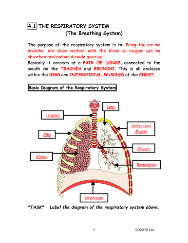 PE15ST - Respiratory System - 1 (Structure & Function) WS by RGeorge15 ...