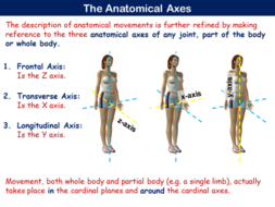 PE21ST - Movement Analysis - Planes & Axes (OCR) by RGeorge15 ...